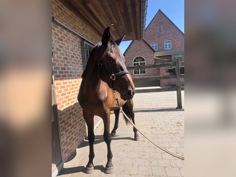 Zangersheider Stute 2 Jahre 165 cm Dunkelbrauner in BILZEN