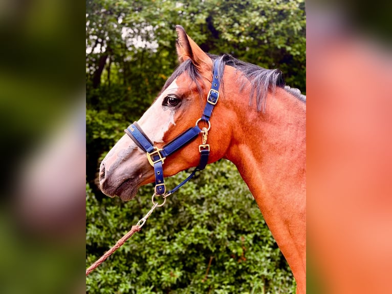 Zangersheider Stute 2 Jahre 166 cm Brauner in Brzyków