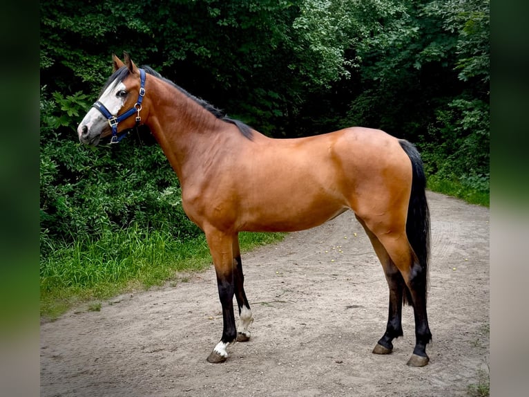 Zangersheider Stute 2 Jahre 166 cm Brauner in Brzyków