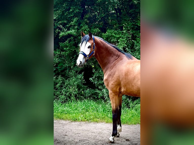 Zangersheider Stute 2 Jahre 166 cm Brauner in Brzyków