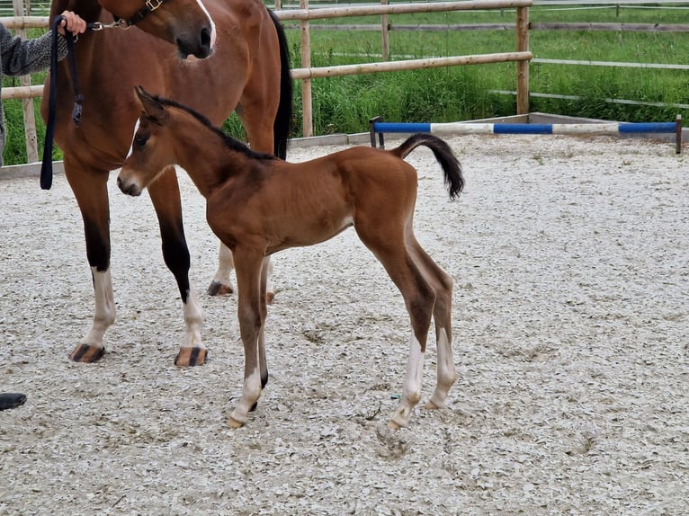 Zangersheider Stute 2 Jahre 167 cm Brauner in Wachtberg