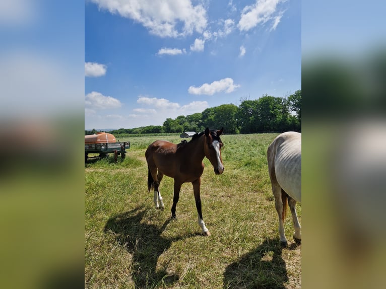 Zangersheider Stute 2 Jahre 167 cm Brauner in Wachtberg