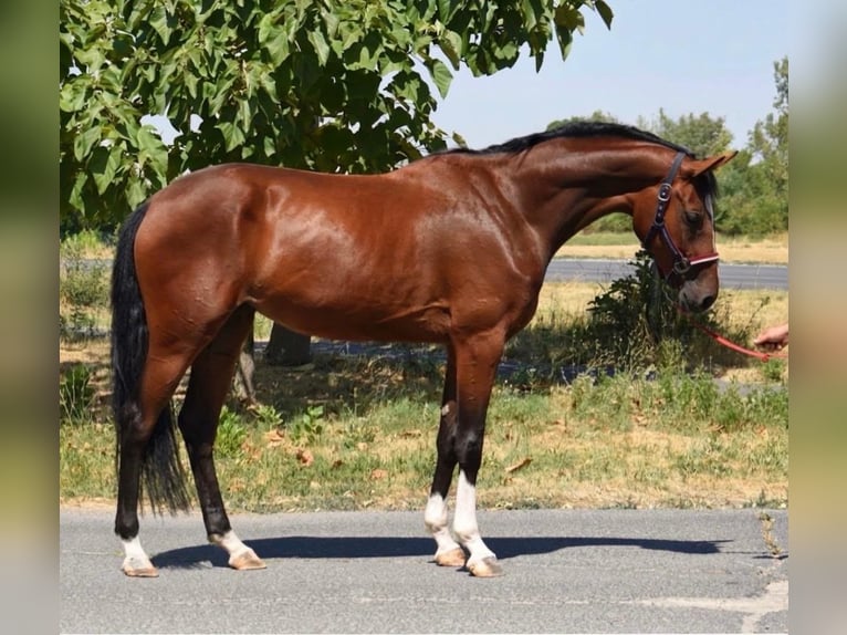 Zangersheider Stute 2 Jahre 167 cm Brauner in Hódmezővásárhely
