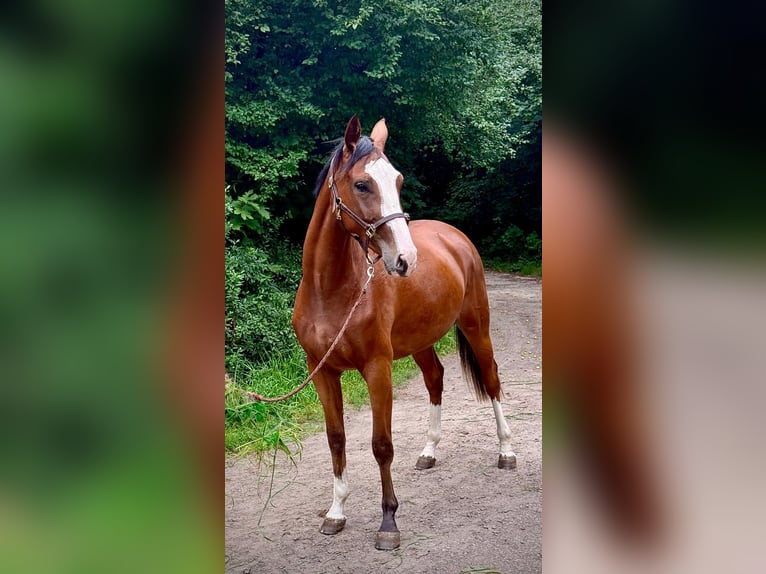 Zangersheider Stute 2 Jahre 170 cm Brauner in Brzyków