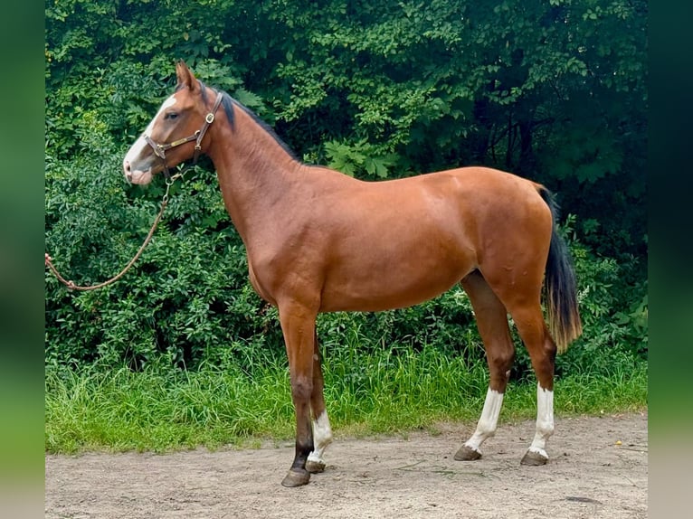 Zangersheider Stute 2 Jahre 170 cm Brauner in Brzyków