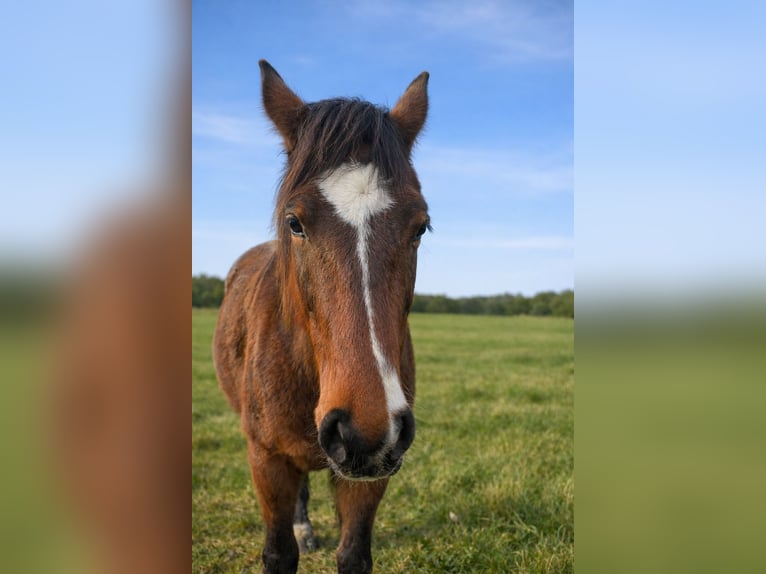 Zangersheider Stute 2 Jahre 170 cm Brauner in Salm