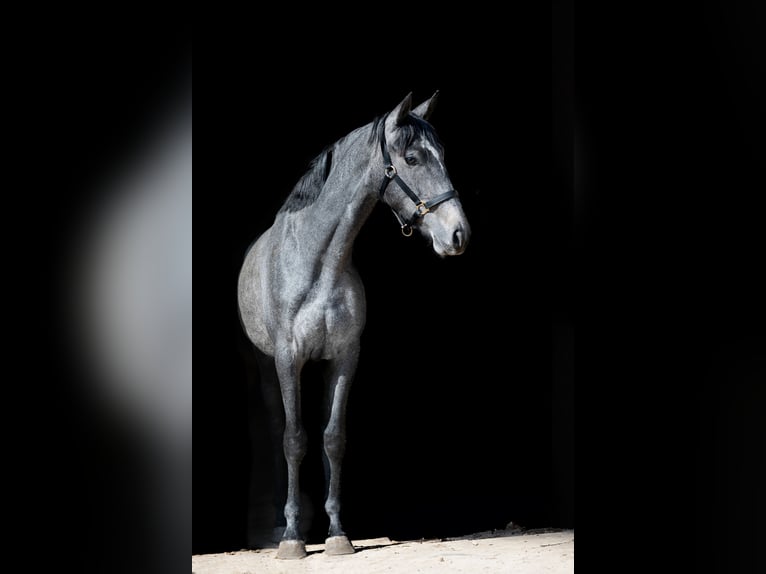 Zangersheider Stute 2 Jahre 170 cm Schimmel in Kaunas