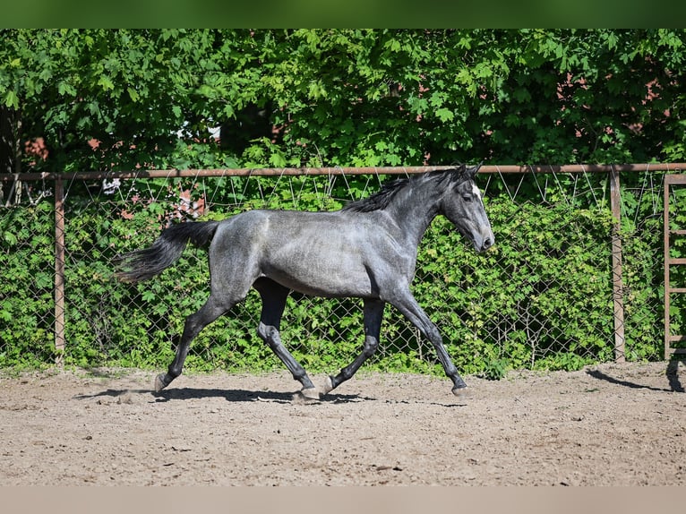 Zangersheider Stute 2 Jahre 170 cm Schimmel in Kaunas