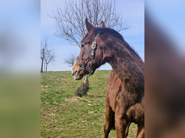 Zangersheider Stute 2 Jahre Brauner in Reichelsheim
