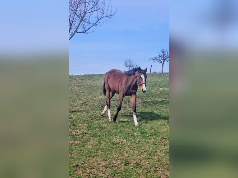 Zangersheider Stute 2 Jahre Brauner in Reichelsheim