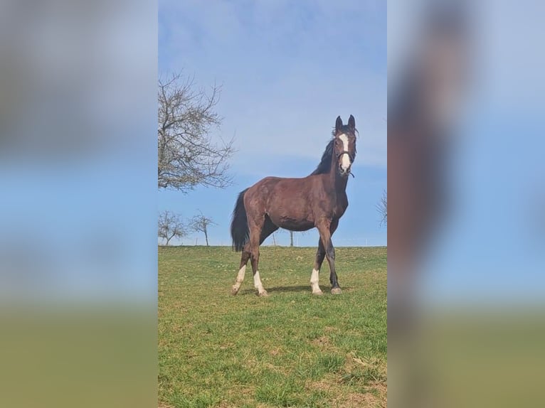 Zangersheider Stute 2 Jahre Brauner in Reichelsheim