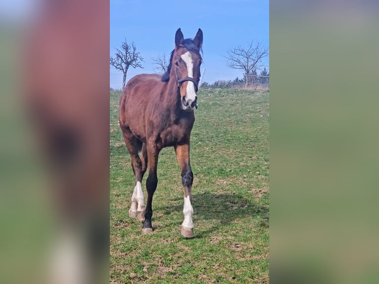 Zangersheider Stute 2 Jahre Brauner in Reichelsheim