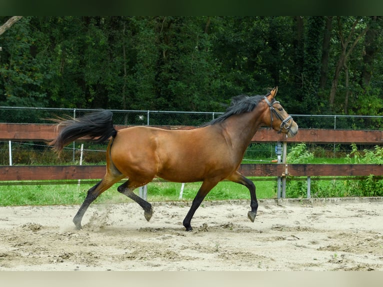 Zangersheider Stute 3 Jahre 147 cm Brauner in Berghem