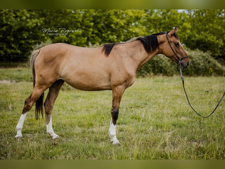 Zangersheider Stute 3 Jahre 150 cm Falbe in Beaumont-Pied-de-Buf