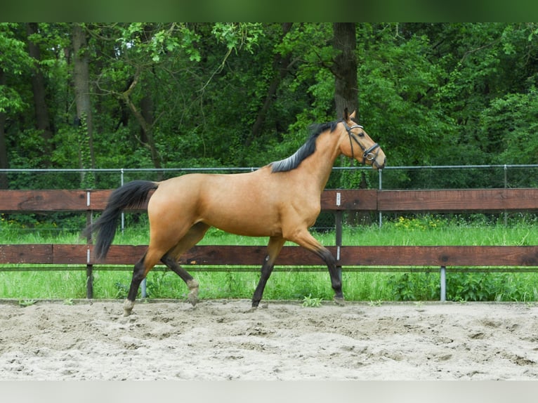 Zangersheider Stute 3 Jahre 154 cm Buckskin in Berghem