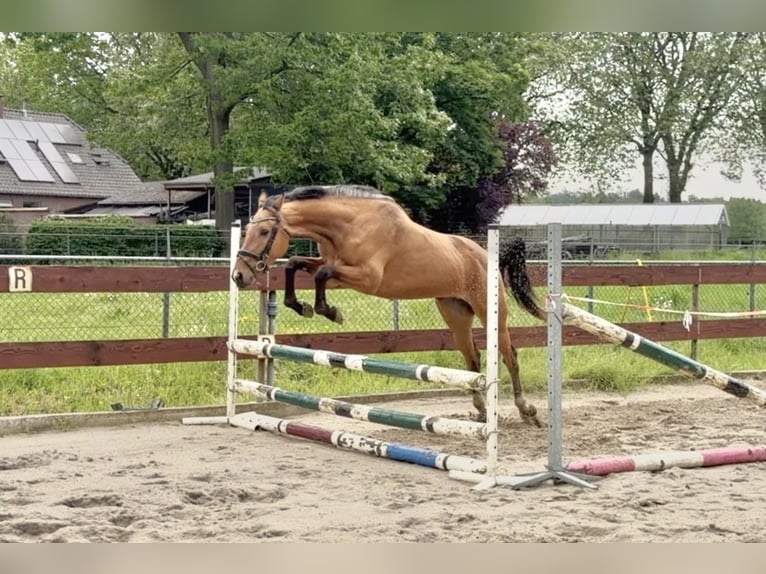 Zangersheider Stute 3 Jahre 154 cm Buckskin in Berghem
