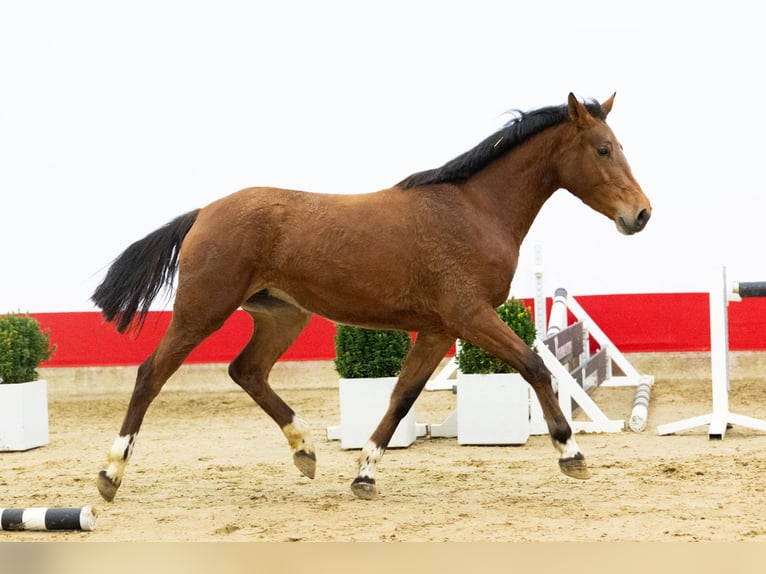 Zangersheider Stute 3 Jahre 155 cm Brauner in Waddinxveen