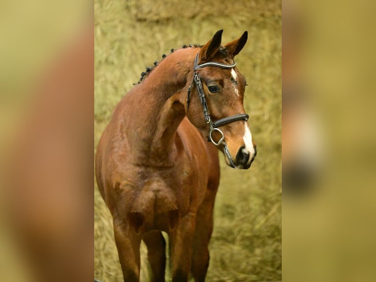 Zangersheider Stute 3 Jahre 158 cm Brauner in Bladel
