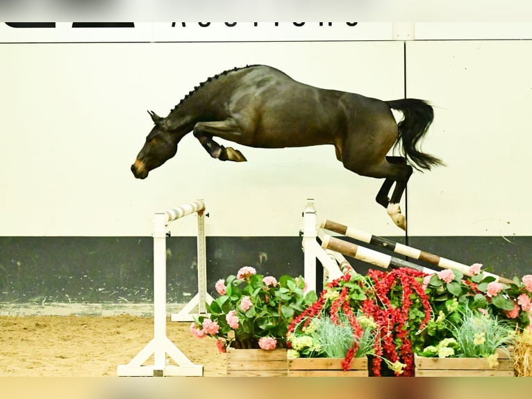 Zangersheider Stute 3 Jahre 160 cm Brauner in Bladel