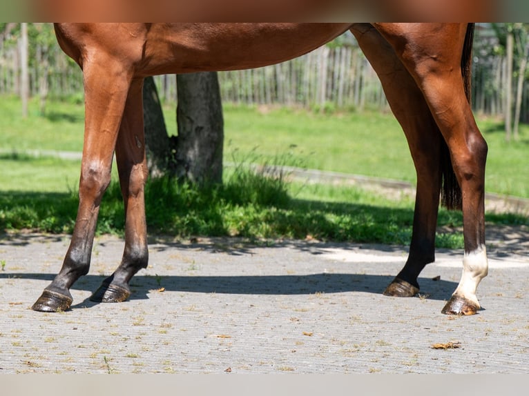 Zangersheider Stute 3 Jahre 160 cm Brauner in GROTE-BROGEL