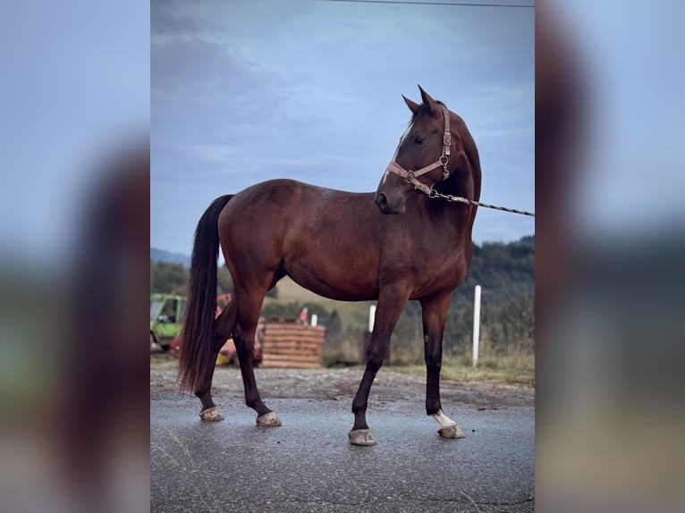 Zangersheider Stute 3 Jahre 160 cm Dunkelbrauner in Przysietnica