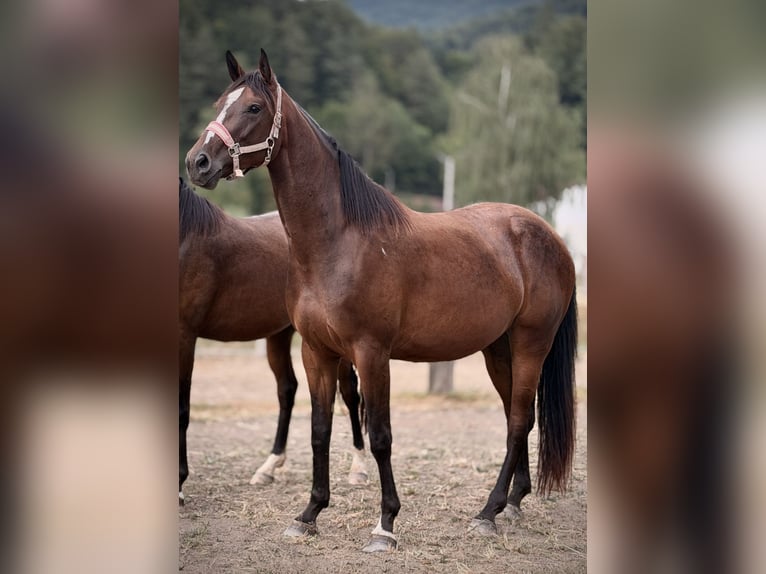 Zangersheider Stute 3 Jahre 160 cm Dunkelbrauner in Przysietnica