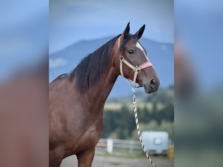 Zangersheider Stute 3 Jahre 160 cm Dunkelbrauner in Przysietnica