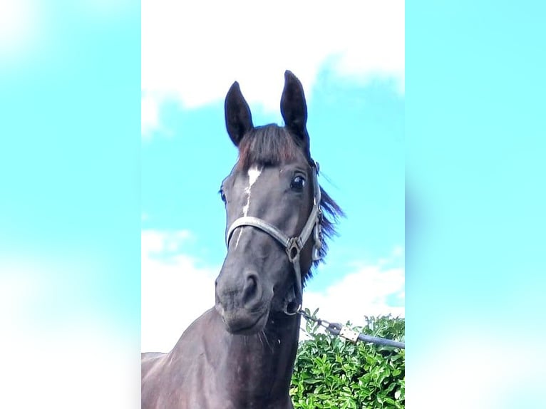 Zangersheider Stute 3 Jahre 160 cm Dunkelbrauner in Zwolle