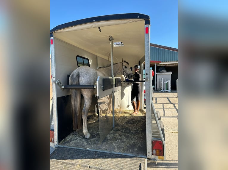 Zangersheider Stute 3 Jahre 160 cm Schimmel in Krempe