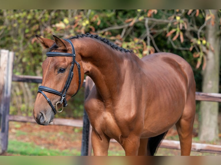 Zangersheider Stute 3 Jahre 161 cm Brauner in GROTE-BROGEL