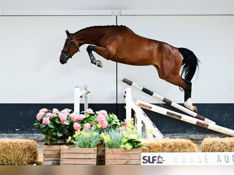 Zangersheider Stute 3 Jahre 162 cm Brauner in Bladel