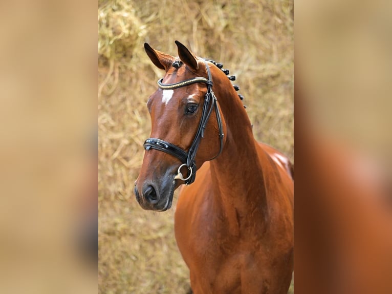 Zangersheider Stute 3 Jahre 162 cm Brauner in Bladel