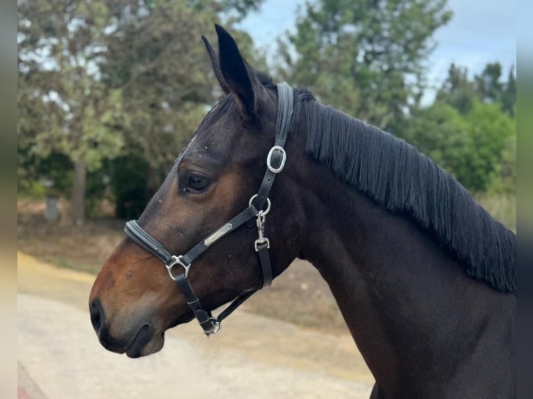 Zangersheider Stute 3 Jahre 162 cm Brauner in PORTUGAL