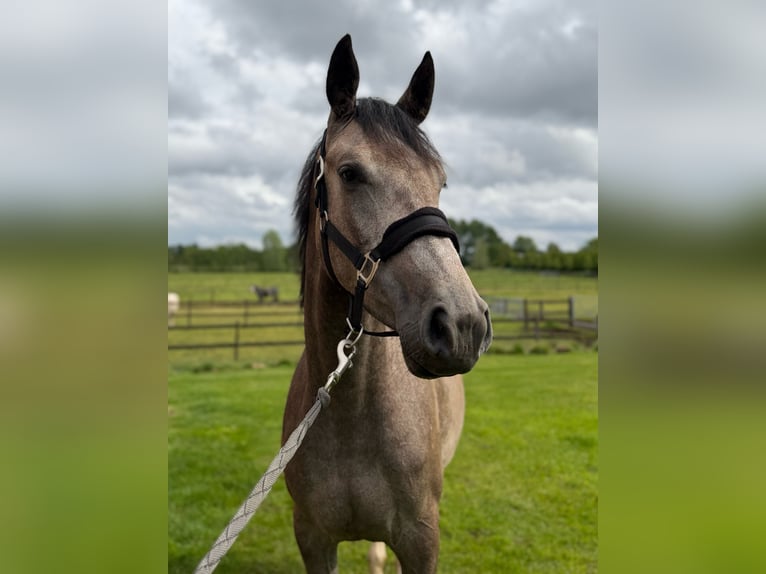 Zangersheider Stute 3 Jahre 162 cm Schimmel in Grote-Brogel