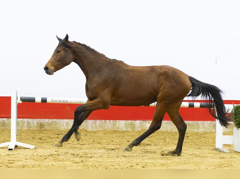 Zangersheider Stute 3 Jahre 162 cm  in Waddinxveen