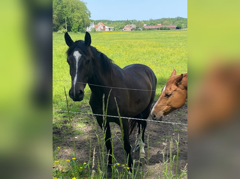 Zangersheider Stute 3 Jahre 164 cm Schwarzbrauner in moorsel