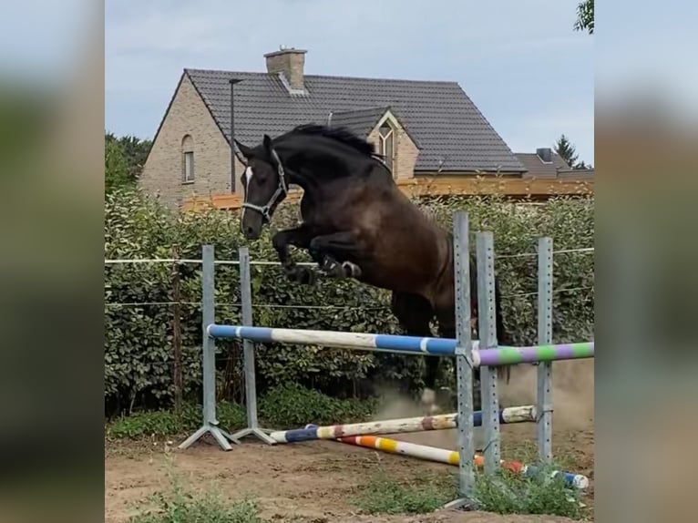 Zangersheider Stute 3 Jahre 164 cm Schwarzbrauner in moorsel