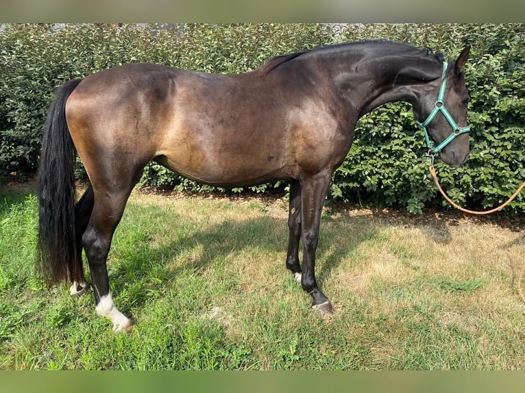 Zangersheider Stute 3 Jahre 164 cm Schwarzbrauner in moorsel