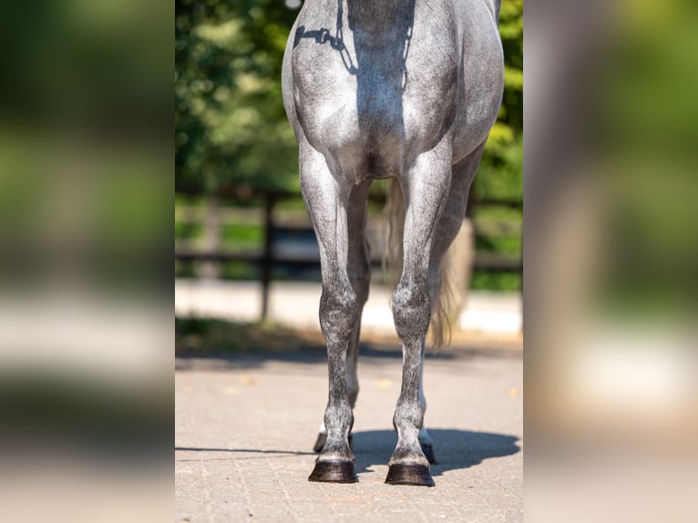 Zangersheider Stute 3 Jahre 164 cm  in Kaulille
