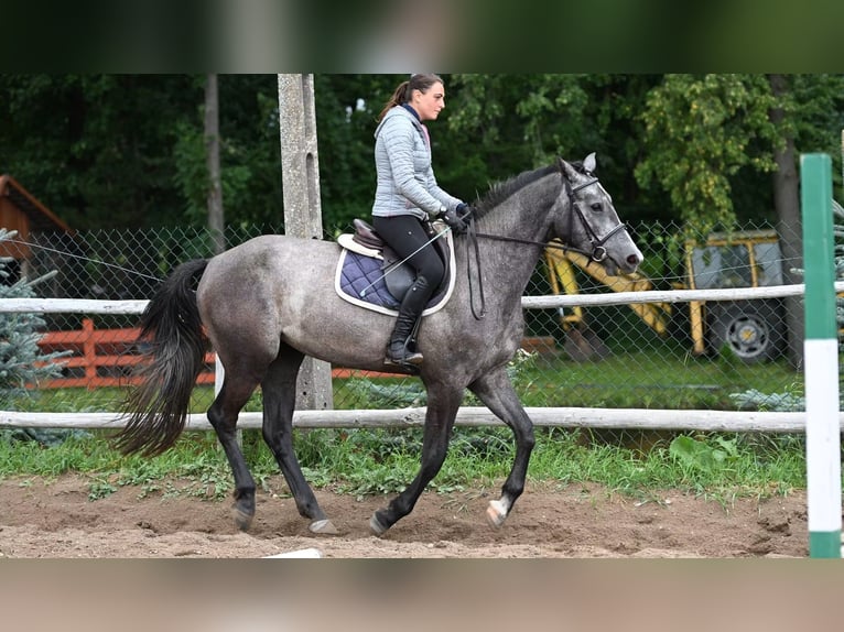 Zangersheider Stute 3 Jahre 165 cm Apfelschimmel in Przasnysz