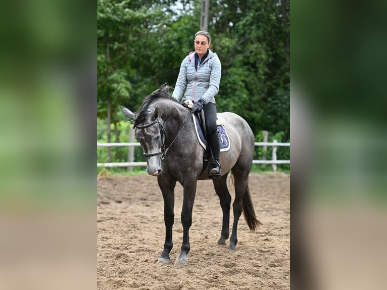 Zangersheider Stute 3 Jahre 165 cm Apfelschimmel in Przasnysz