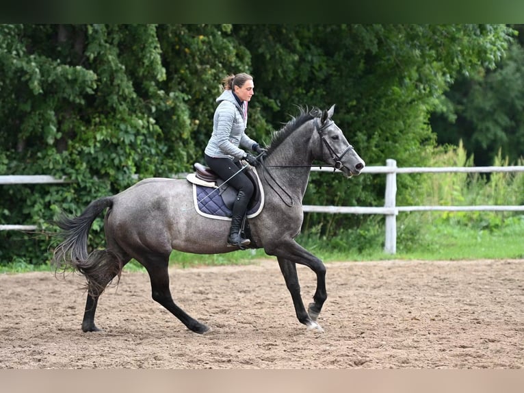 Zangersheider Stute 3 Jahre 165 cm Apfelschimmel in Przasnysz