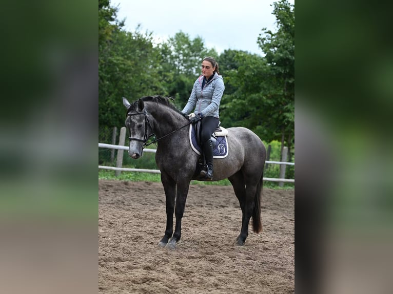 Zangersheider Stute 3 Jahre 165 cm Apfelschimmel in Przasnysz