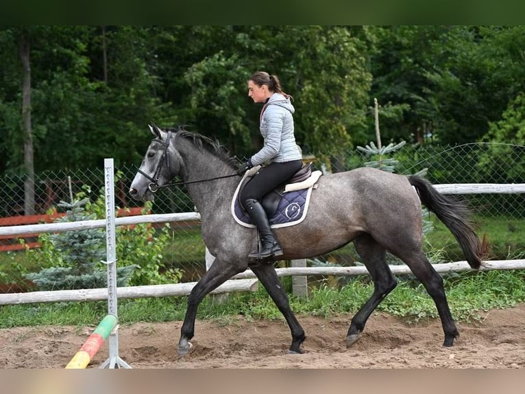 Zangersheider Stute 3 Jahre 165 cm Apfelschimmel in Przasnysz
