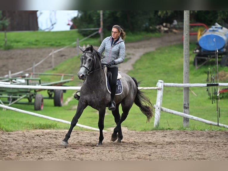Zangersheider Stute 3 Jahre 165 cm Apfelschimmel in Przasnysz
