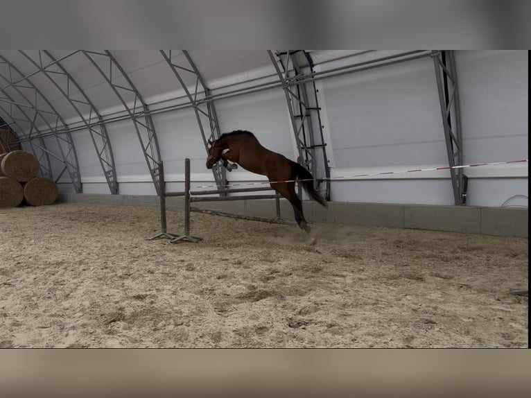 Zangersheider Stute 3 Jahre 165 cm Brauner in K&#xF6;chling