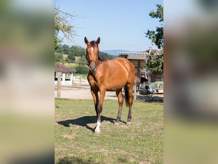 Zangersheider Stute 3 Jahre 165 cm Brauner in K&#xF6;chling