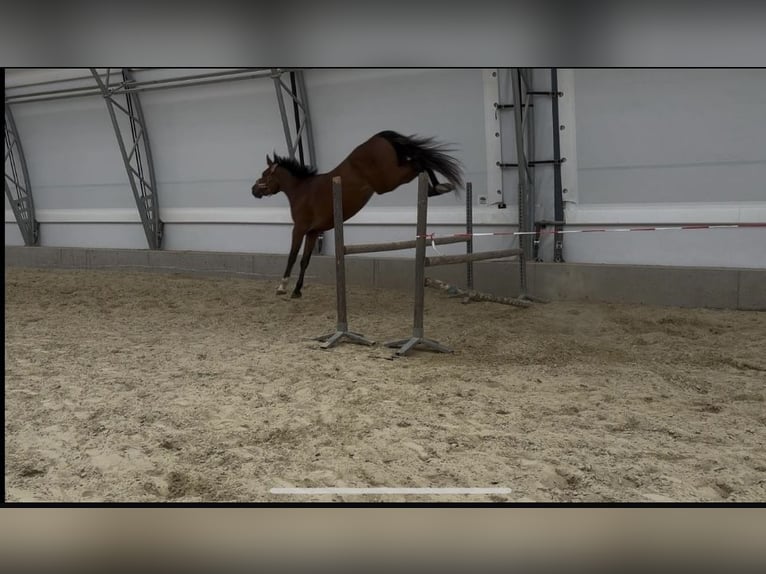 Zangersheider Stute 3 Jahre 165 cm Brauner in K&#xF6;chling