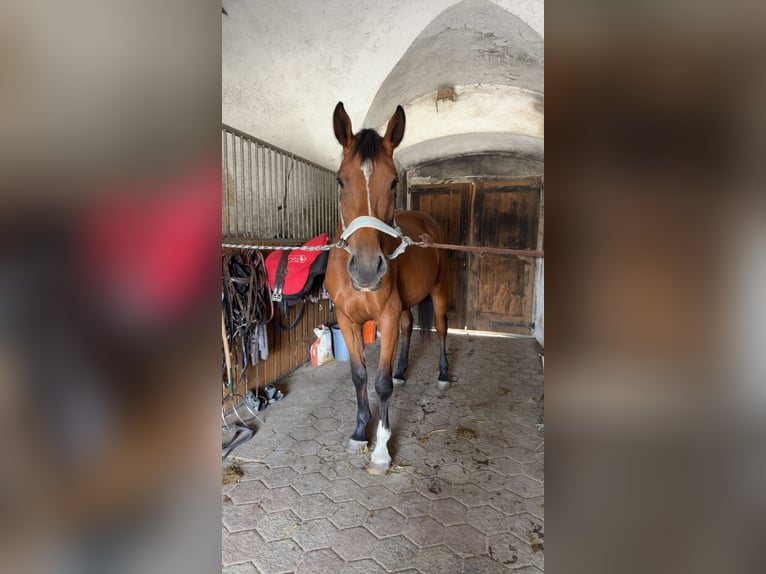 Zangersheider Stute 3 Jahre 165 cm Brauner in K&#xF6;chling