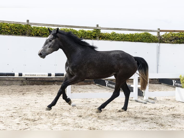 Zangersheider Stute 3 Jahre 165 cm  in Waddinxveen